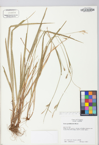 Carex gracilescens image