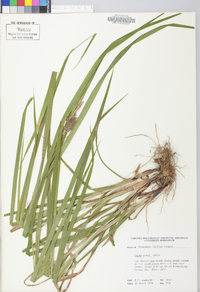 Carex grayi image