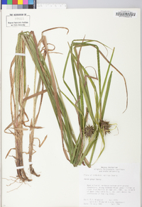 Carex grayi image