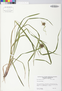 Carex grayi image