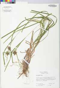 Carex grayi image