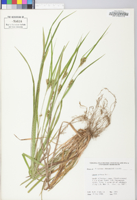 Carex grisea image