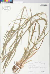 Carex grisea image