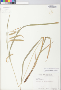 Carex gynandra image