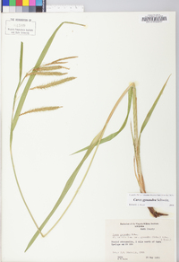 Carex gynandra image