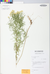 Euthamia caroliniana image