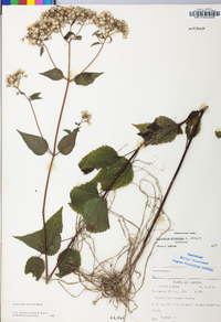 Ageratina altissima var. altissima image