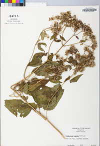 Ageratina altissima var. altissima image