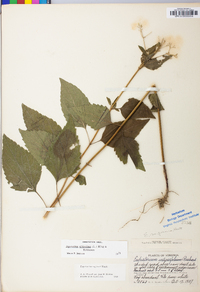 Ageratina altissima var. altissima image