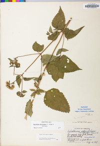 Ageratina altissima var. altissima image