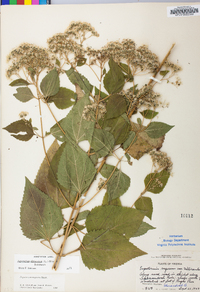 Ageratina altissima var. altissima image