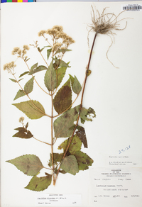 Ageratina altissima var. altissima image