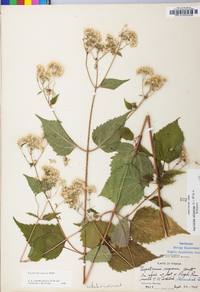 Ageratina altissima var. altissima image