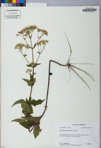 Ageratina aromatica image