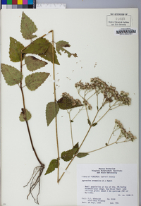 Ageratina aromatica image