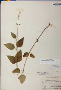 Ageratina aromatica image