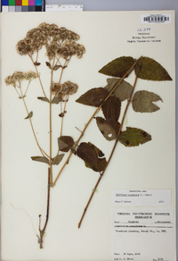 Ageratina aromatica image