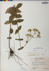 Ageratina aromatica image