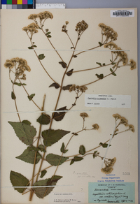 Ageratina aromatica image