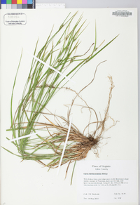 Carex hitchcockiana image