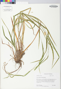 Carex hitchcockiana image