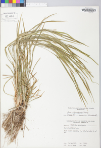 Carex hitchcockiana image