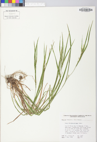 Carex hitchcockiana image