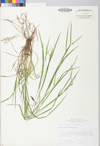 Carex hitchcockiana image