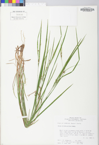 Carex hitchcockiana image