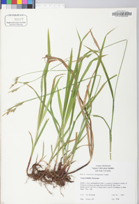 Carex hirtifolia image