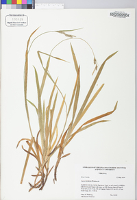 Carex hirtifolia image