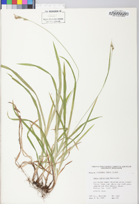 Carex hirtifolia image