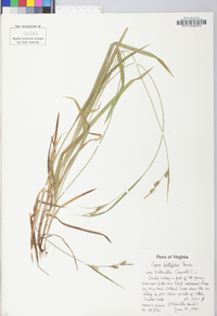 Carex hirtifolia image