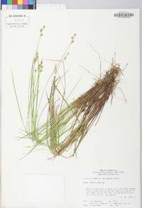 Carex interior image