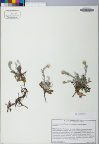 Antennaria howellii subsp. petaloidea image