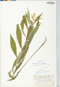 Solidago curtisii image