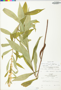 Solidago curtisii image