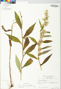 Solidago curtisii image