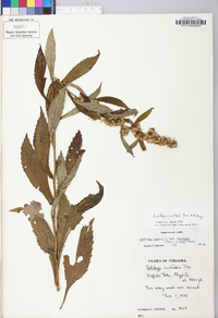 Solidago curtisii image