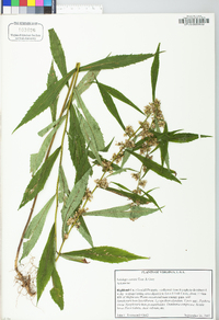 Solidago curtisii image