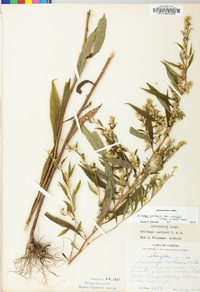 Solidago curtisii image