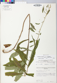 Solidago curtisii image