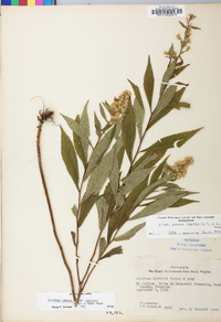 Solidago curtisii image