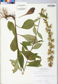 Solidago erecta image