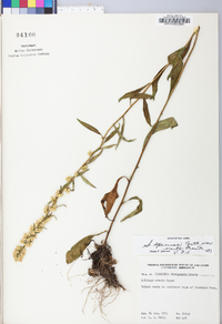 Solidago erecta image