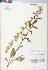 Solidago erecta image