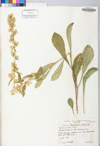 Solidago erecta image