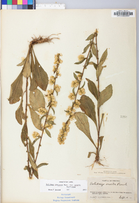 Solidago erecta image