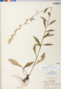 Solidago erecta image