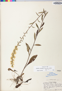 Solidago erecta image